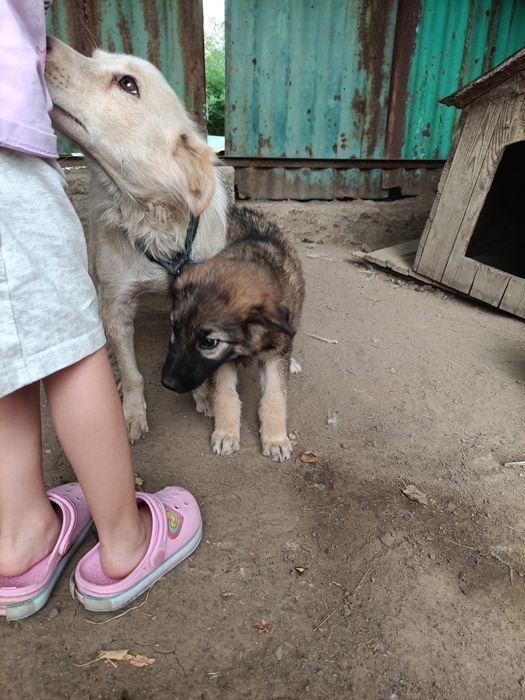 Отдам щенка в хорошие руки