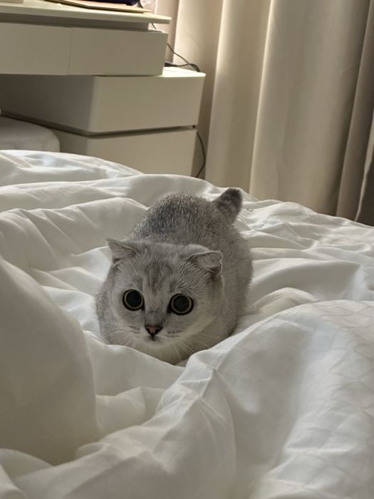 Продается кошка, британская короткошерстная