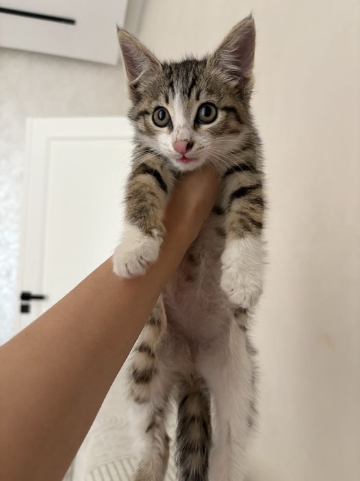 Отдам в хорошие руки котенка,бесплатно!