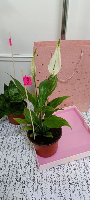 Женское счастье:2500 тенге