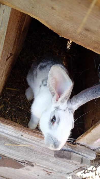 Vand 7 pui de iepure, 2 ieouroi ,o iepurita si 2 gaini brahma columbia