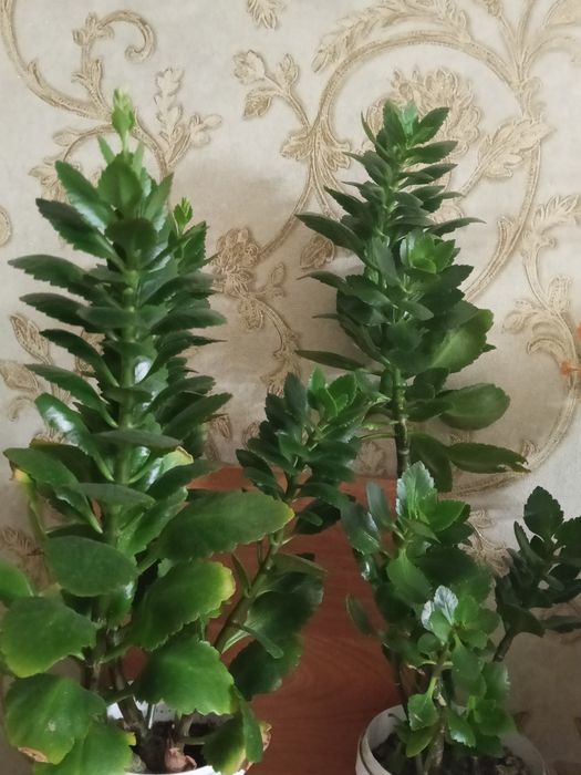 Продаю комнатные цветы