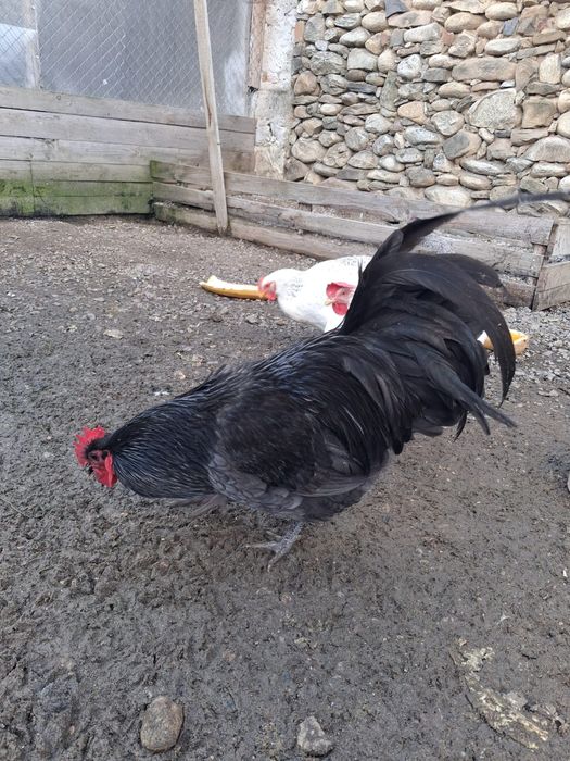 Vând cocoș australorp