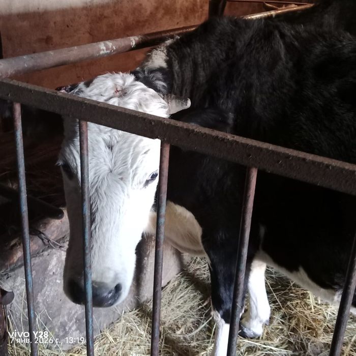 Продается корова