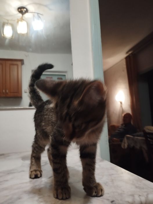 Отдам в хорошие руки!!!