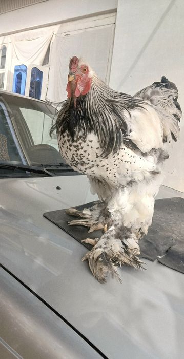 Brama tovuqlar va xuroz sotiladi!!