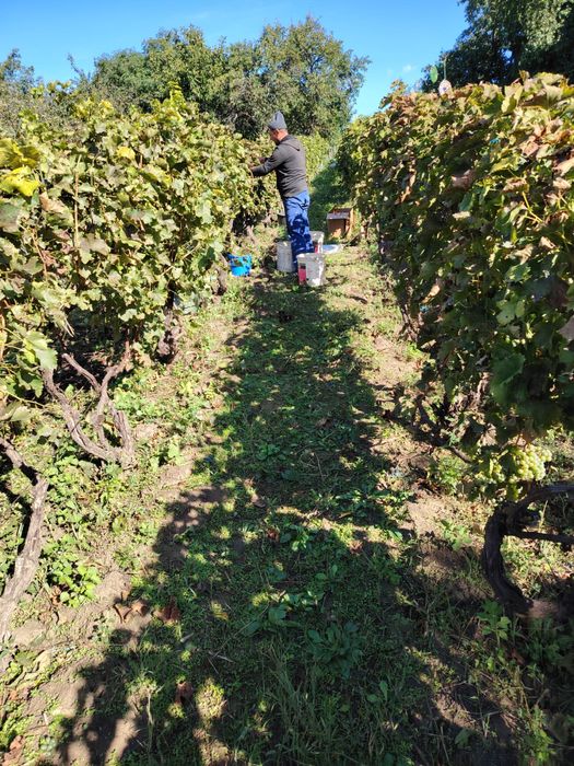 Teren intravilan 2000 mp cu vie