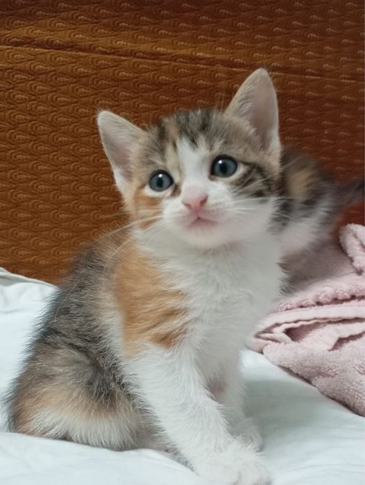 Отдаю веслоухих котят