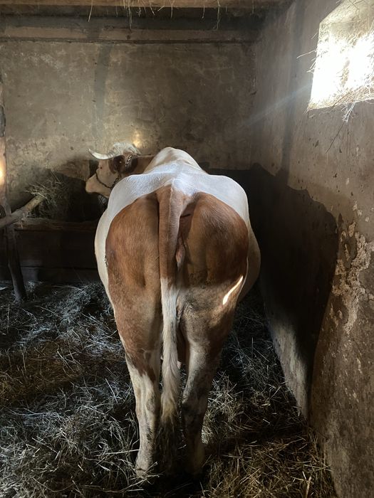 Vaca de vînzaree