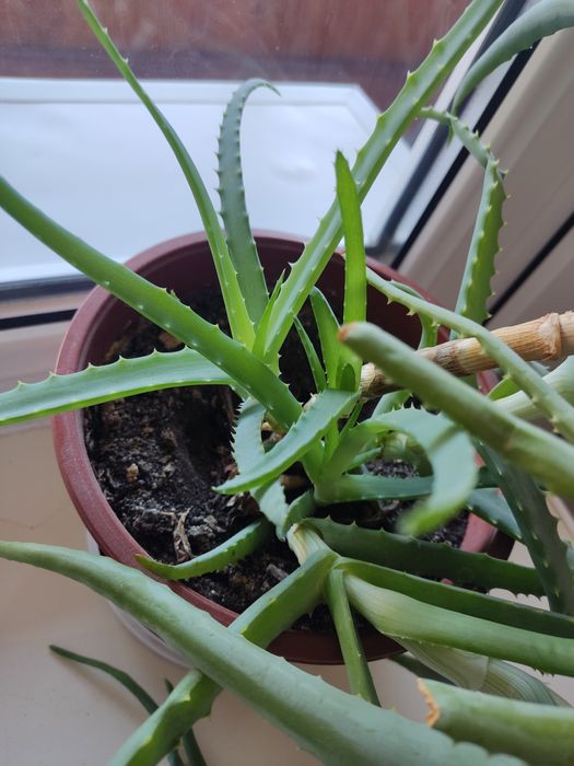 Продам прекрасное алоэ Вера