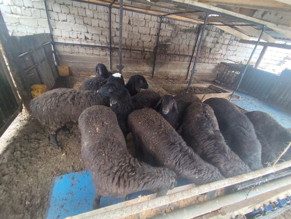 Қой сатылады, бағасын келісеміз