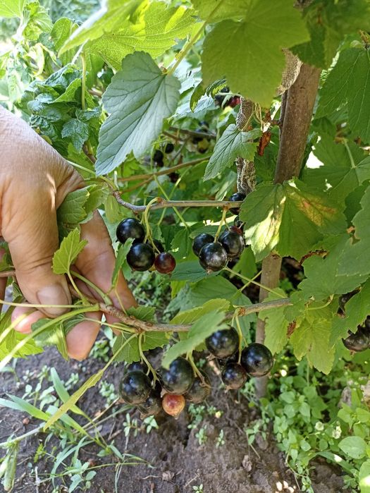 Продам дачу сад авиатор