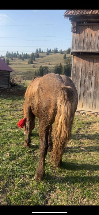 Vand manz de un an si 7 luni