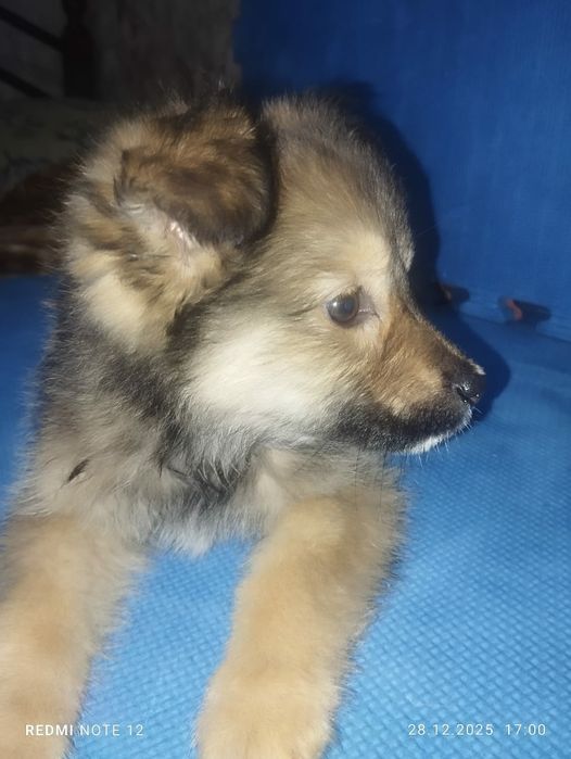 Отдам щенка девочка