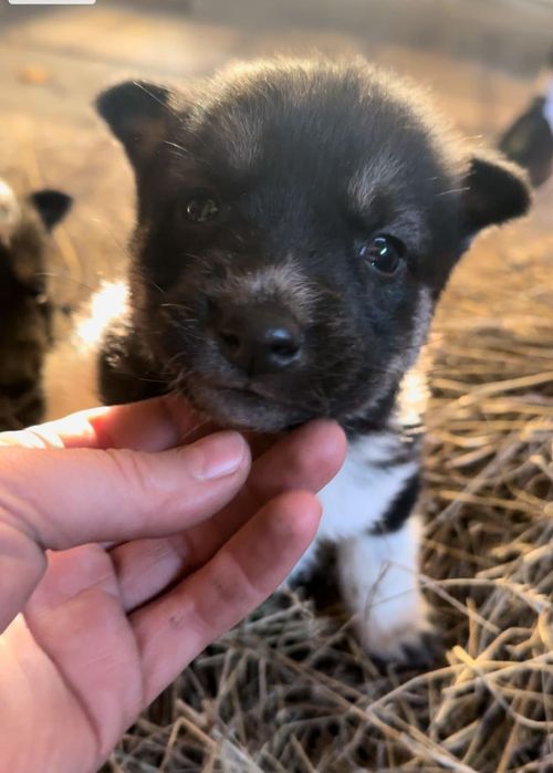 Мальчики и девочки