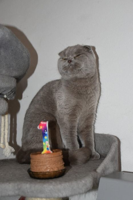 Шотландски котета