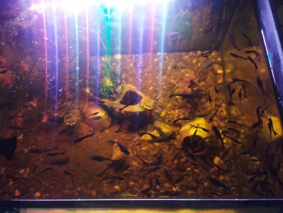 Akvarium baliklari bilan sotiladi pastafkasi xamma narsasi bilan