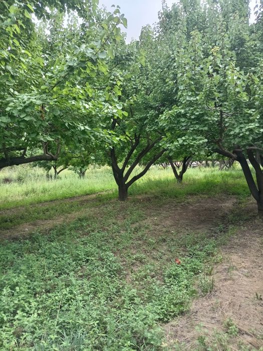 Shu o'rik tuplari sotiladi tik holicha 60-70 tup narxini kelishamiz