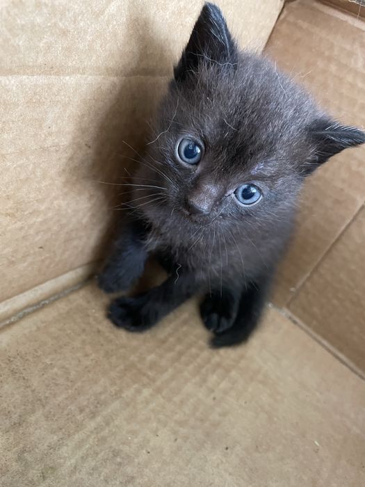 Отдам котят в добрые руки!