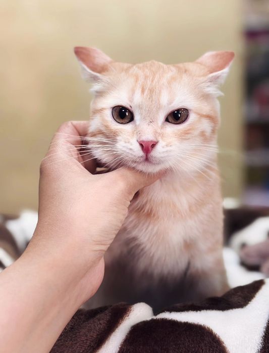 Котенок 5 мес в добрую семью