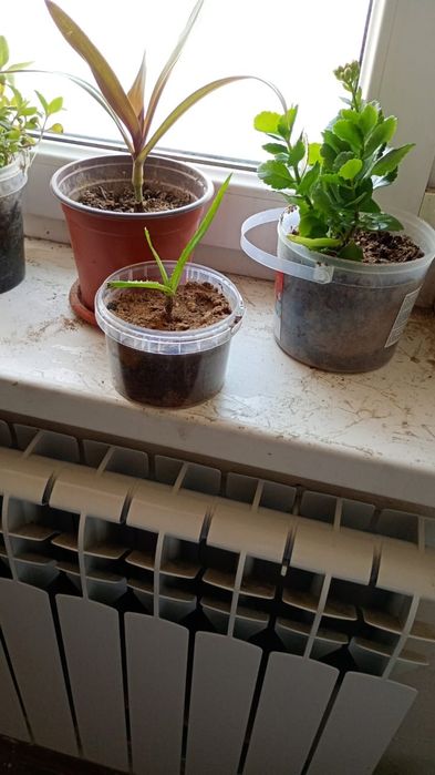 Ростения домашние