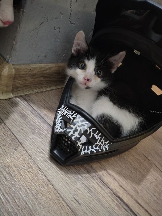 Котёнок в добрые руки