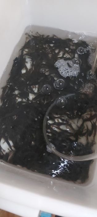 Живец УСАЧ вес до 14грамм