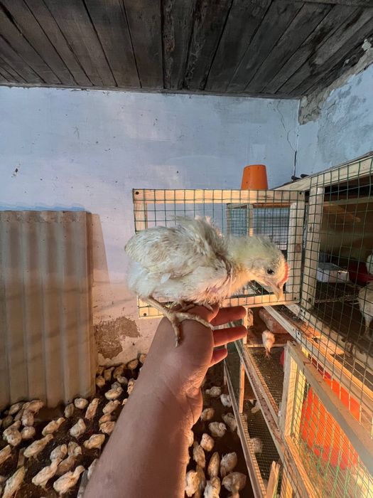 Жўжалар несушка ва лемон сенди