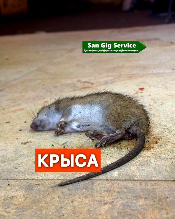 Уничтожение крыс мышей