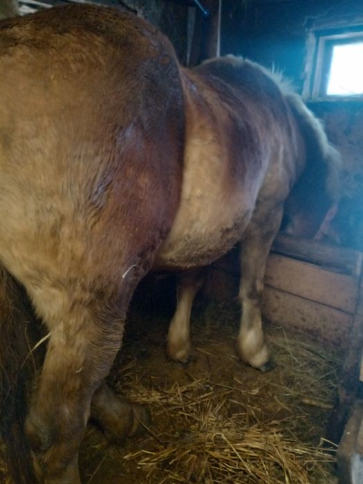 Vând mânz în Cupșeni