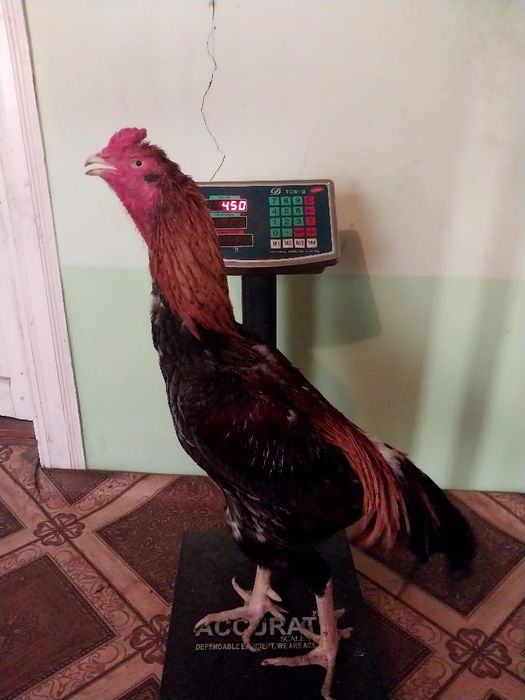 Xòroz satiladi qiziqanlar bòlsa