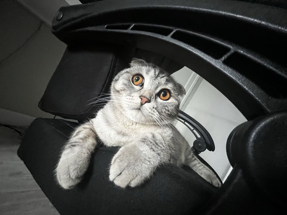 Британский кот.