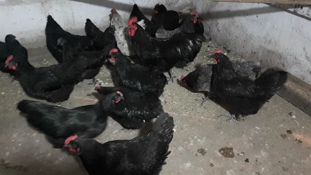 Инкубационные яйцо Австралорп