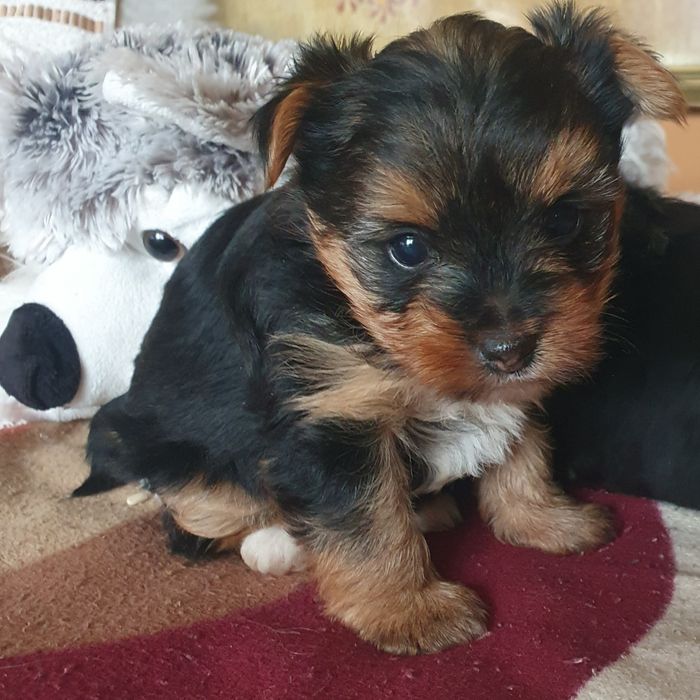 Малки мини йоркита