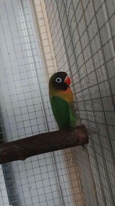 Vând  pui  agaponis personata  de 3 luni