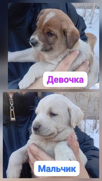 Малыши  ищут дом