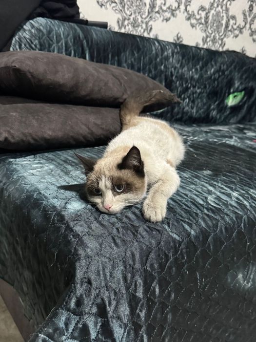 Котик мальчик 4 месяца