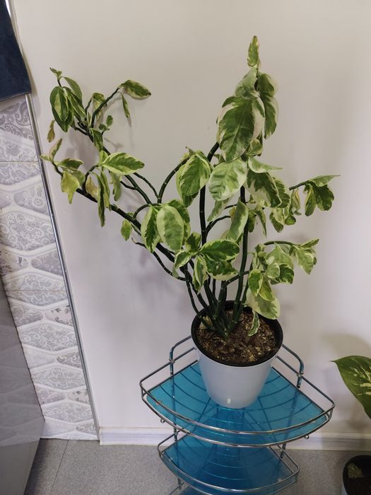 Педилантус двухлетний