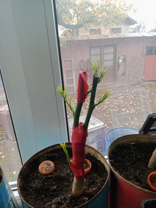 Lamai altoiți in ghiveci