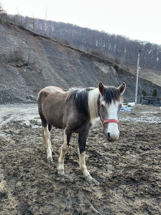 Vând mânz de 2 ani!