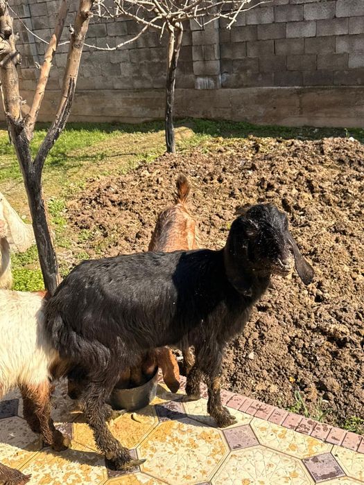 Битал    лақтары