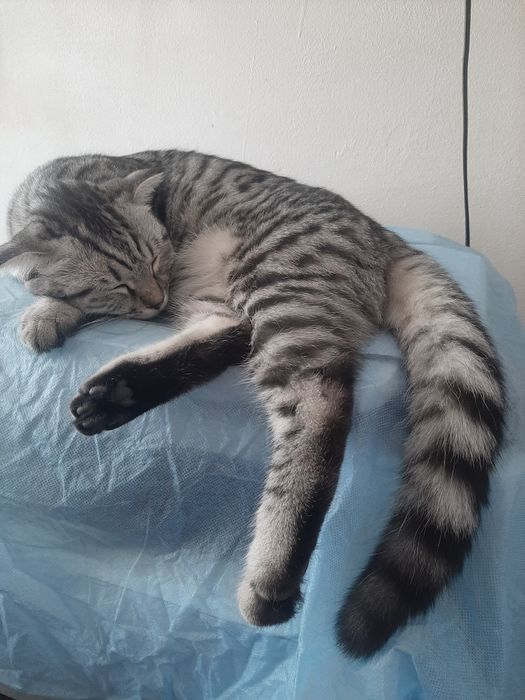 Шотландты скоттиш фолд, сатамын