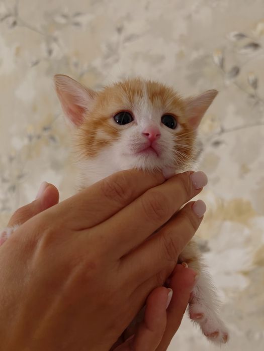 Котята малыши, 1 месяц