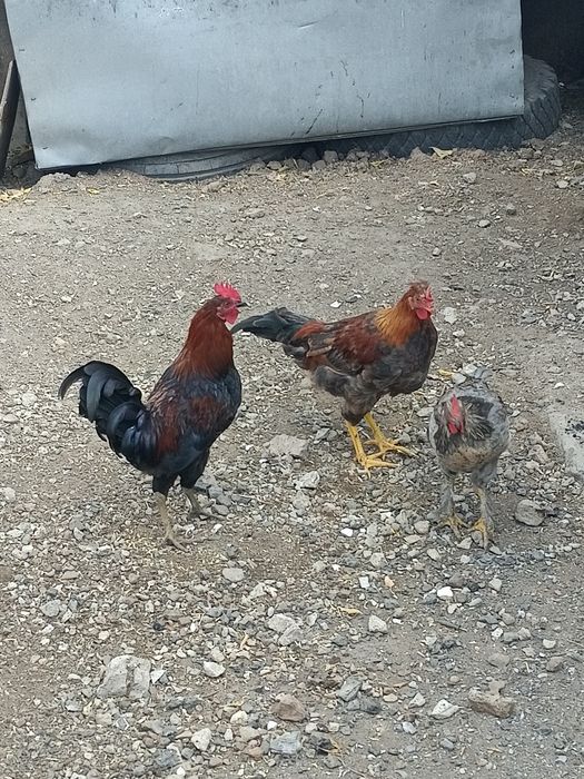 Продается куры молодки и петушки молодые