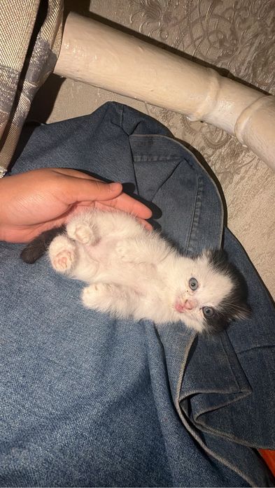 Шотладский кошка