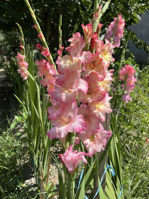 Гладиолус гулларини пиёзлари сотилади. Голланд навли