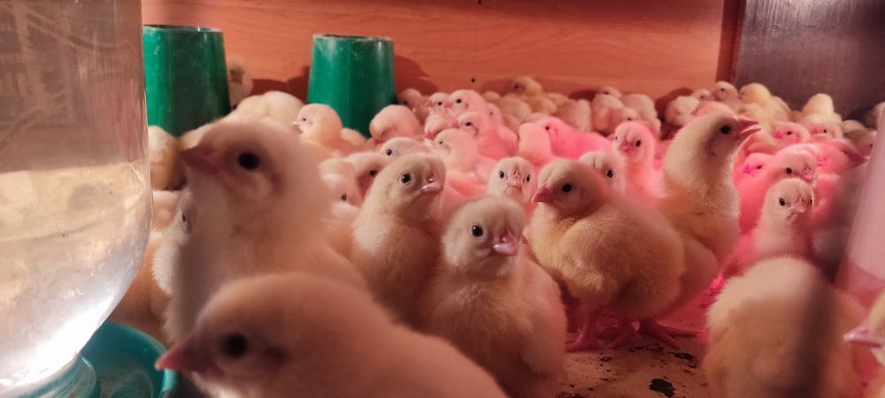 Продам бройлеров