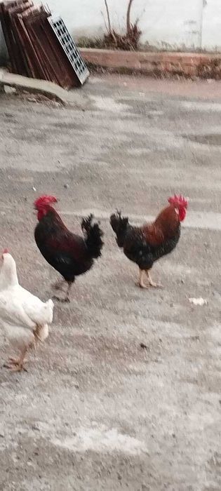 Петушок золотой гребешок, хуроз