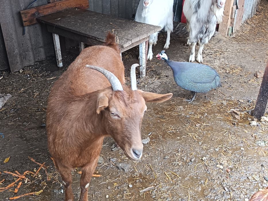 Vand o capra carpatina,buna de lapte