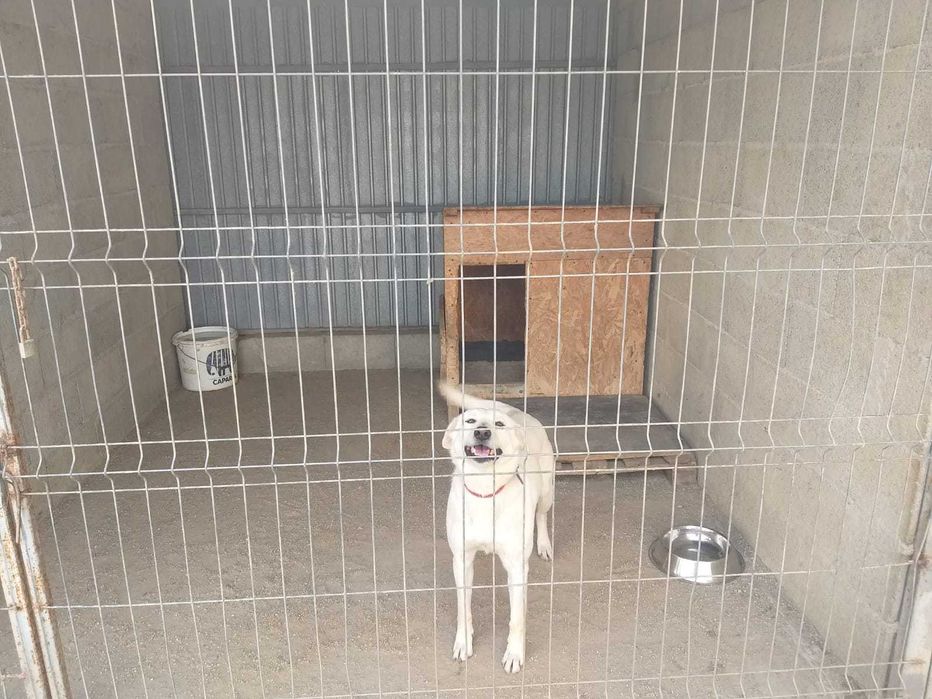 Cazare caini si catei